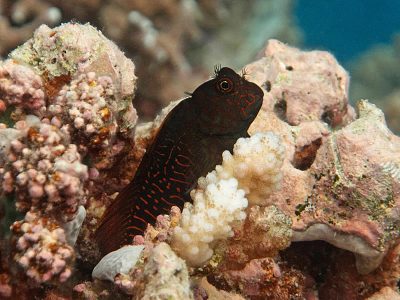 Springer's Blenny - Cirripectes springeri