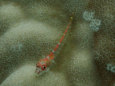Stonycoral Ghostgoby - Pleurosicya micheli