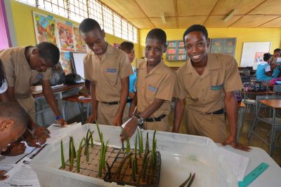 Caribbean Mangrove Education and Restoration