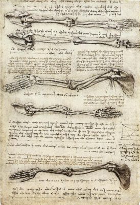 Art and science meet in these bicep studies by Leonardo Da Vinci