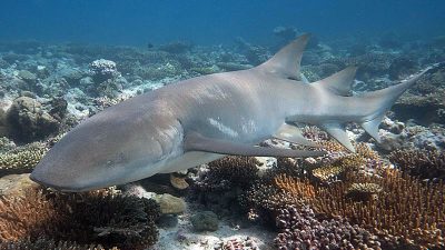 Tawny Nurse Sharks Chagos