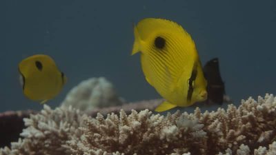 Teardrop Butterflyfish  Chaetodon interruptus in the background with Zanzibar Butterflyfish  Chaetodon zanzibarensis  in the foreground