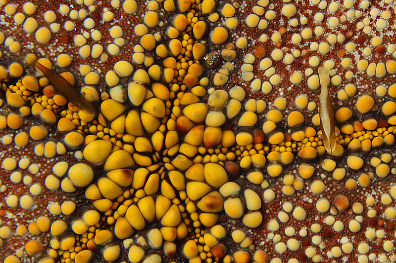 The Sea Star Shrimp come in a variety of colors often with a wide white strip down the middle of the back