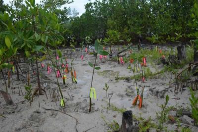 The aftermath of mangrove restoration - orange, pink, and yellow tagged propagules!