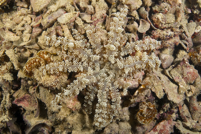 The best untouched Hell’s Fire Anemone (Actinodendron plumosum) can produce a powerful sting yet several commensal shrimp call it home