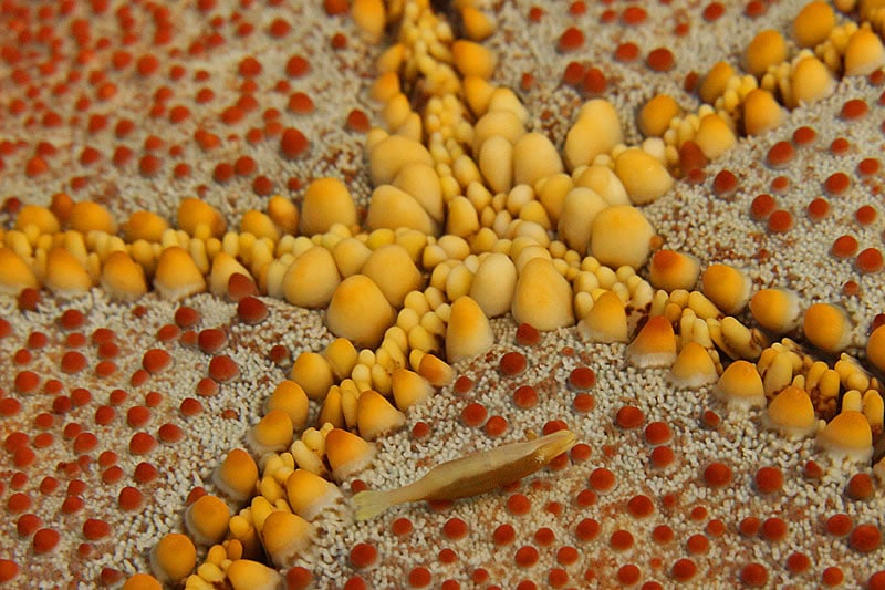 The tiny elongate Sea Star Shrimp (Periclimenes soror) finds protection, mobility and food in association with sea stars