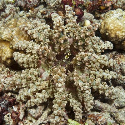 This large and colorful Hell’s Fire Anemone at home in a field of coral rubble is host to a small shrimp visible near the anemone’s mouth in the center