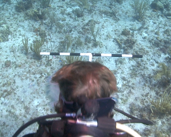 Conducting a belt transect of Caribbean reef fish with a T-shaped meter stick off of Great Inagua, Bahamas Conducting a belt transect of Caribbean reef fish with a T-shaped meter stick off of Great Inagua, Bahamas