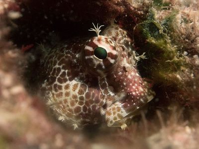 Triplespot Blenny - Crossosalarias macrospilus