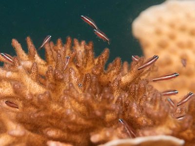 Twostripe Pygmygoby - Eviota bifasciata
