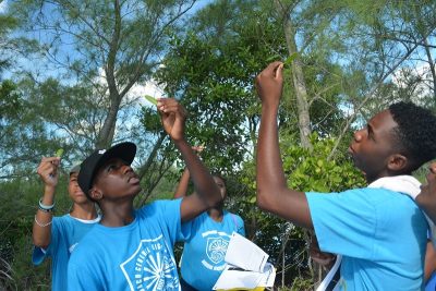 Where are those pneumatophores 