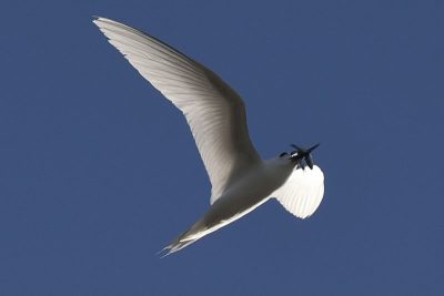 White tern returning from the water with a bill full of fish it obtained by plunge diving