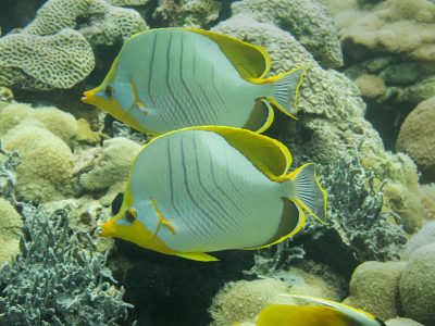 Butterflyfishes of BIOT