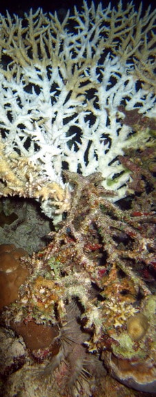 A branching colony of Acropora preyed upon by a crown of thorns sea star. The COTS is visible at the base of the coral.