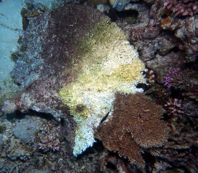 Coral fragments that are broken and toppled during storms may be abraded or buried by sediment and they are often more susceptible to coral diseases such as the table acroporids shown here.