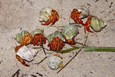 aggregation of Strawberry Hermit Crabs