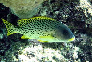 Plectorhinchus gaterinus