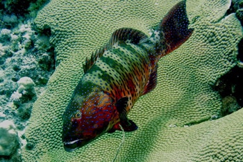 Plectropomus pessuliferus