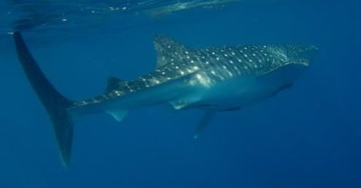 Back end of a whale shark.