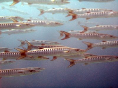 School of predatory fish on the Great Barrier Reef; chevron barracuda