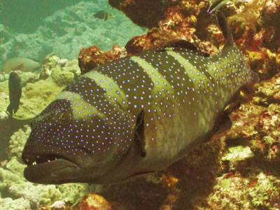 Blacksaddled Coralgroupers (Plectropomus laevis)