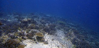 vibrant reef blanketed with fish and Pocillopora acuta at BIOT