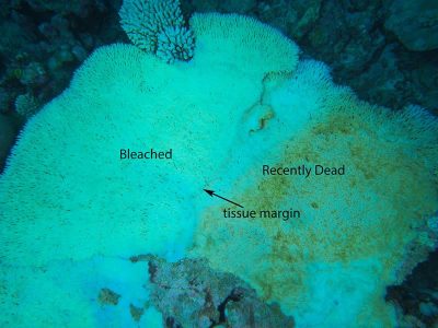 bleaching mortality in acropora cytherea