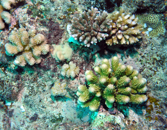 Healthy branching corals (Acropora and Pocillopora) Healthy branching corals (Acropora and Pocillopora)
