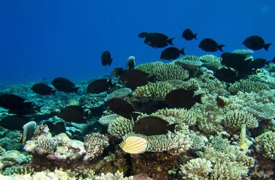 Herbivorous Reef Fish: Aitutaki's Grazers