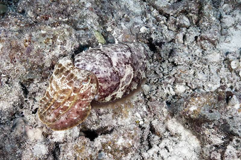 Broadclub Cuttlefish using camouflage to blend with its surroundings on a coral reef.