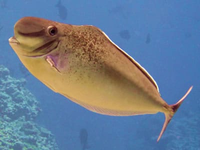 Fish Surveys of the Great Barrier Reef
