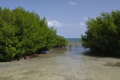 Caribbean Mangroves