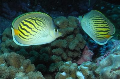 chaetodon pelewensis