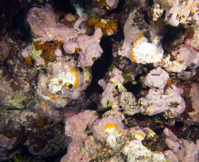 clod coralline algae lethal orange disease