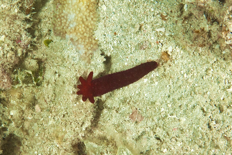 âComet shapedâ arm regenerating a new central disc and arms.