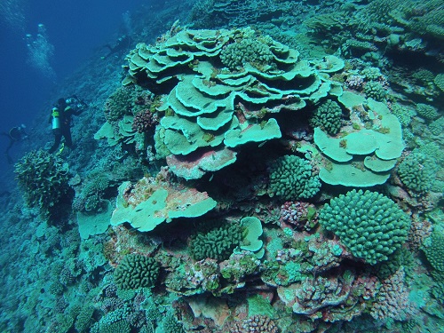 Coral as far as you can see.