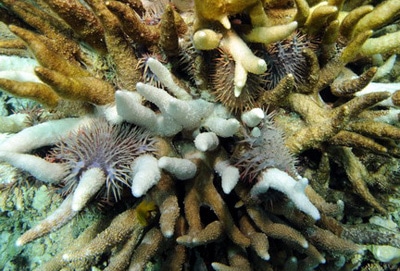 COTS consuming Acropora