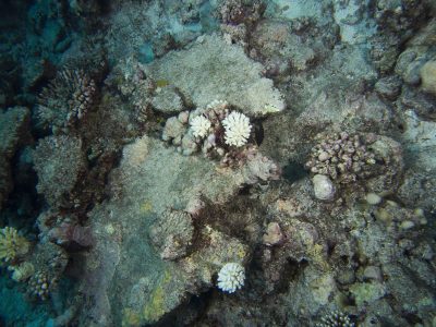 cots eating recruits