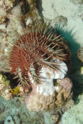 COTS eating Porites