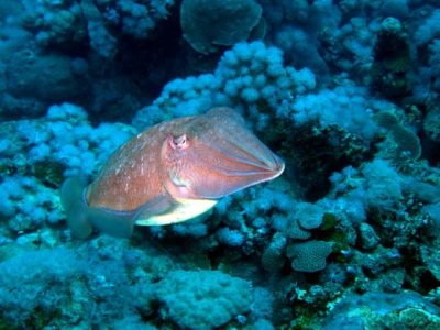 The graceful cuttlefish