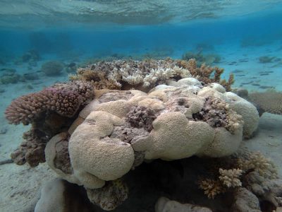 destroyed Astreopora in lagoon