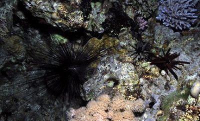 Diadema and pencil urchins