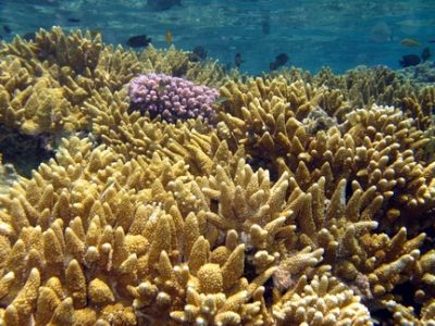 A field of coral