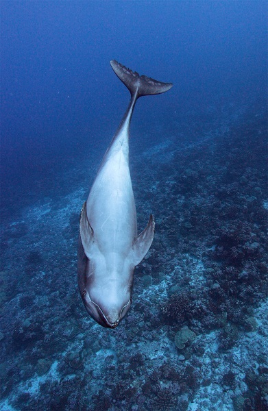 A dolphin swims by the divers A dolphin swims by the divers