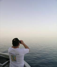 Dolphin watching at Farasan Islands Protected Area