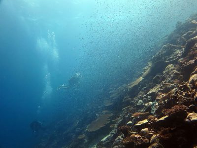 down to the deep reef to see how deep the coral community goes