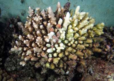 drupella acrop humilis