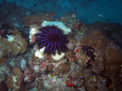 COTS eating Porites.