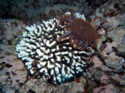 feeding on poc eydouxi only branch tips eaten