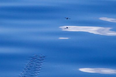 flying fish airborne with pectoral fins acting as wings